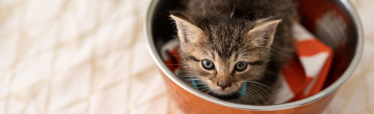 kitten in bowl looks at camera